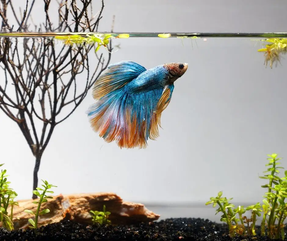 Betta Bulbs How to Plant? - Our Aquariums