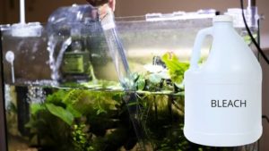 How To Disinfect An Aquarium? 5 Proven & Effective Methods - Our Aquariums