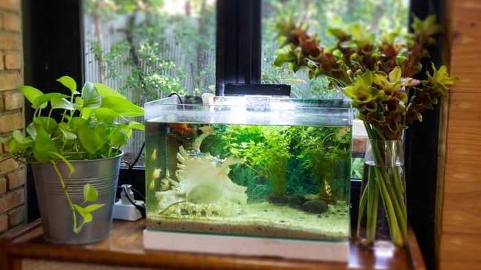  Can you have too much filtration in a freshwater aquarium?
