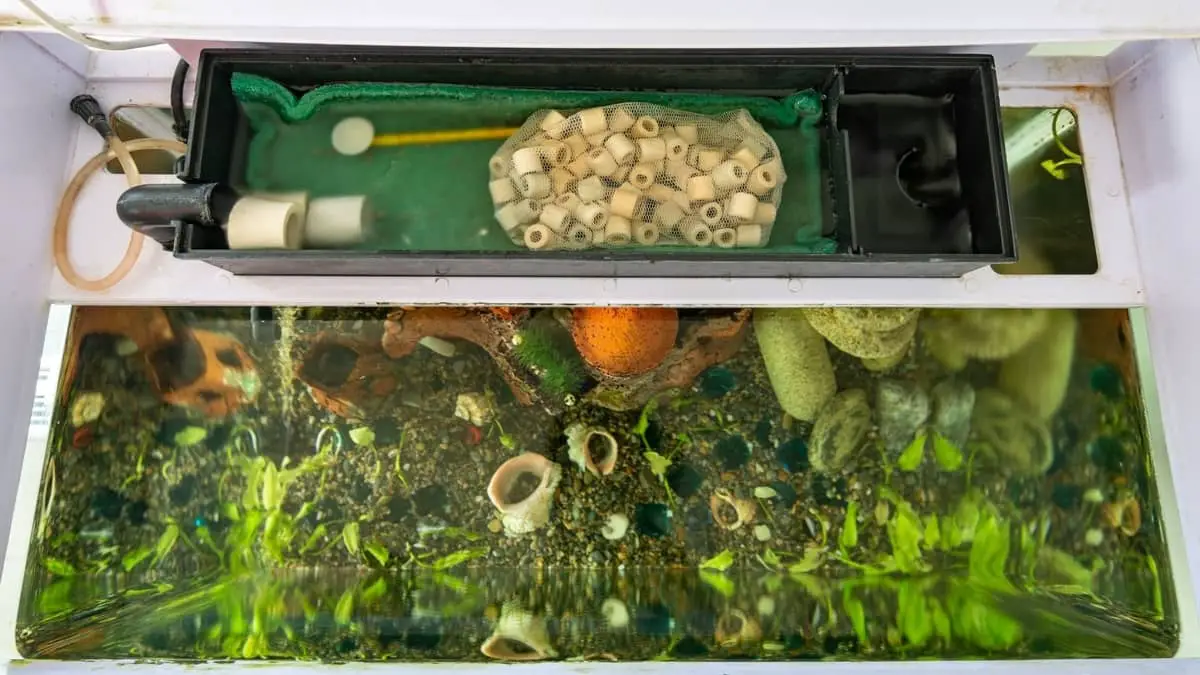 freshwater-aquarium-filtration-system-the-best-tips-to-make-your