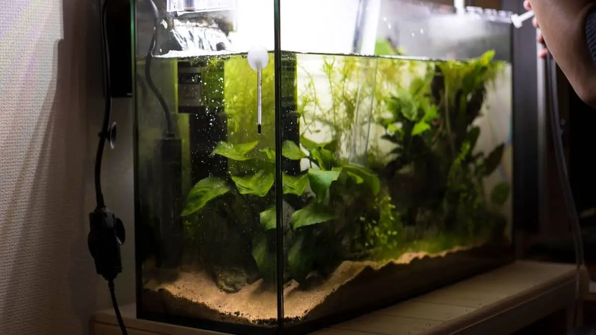 How To Clean Live Aquarium Plants