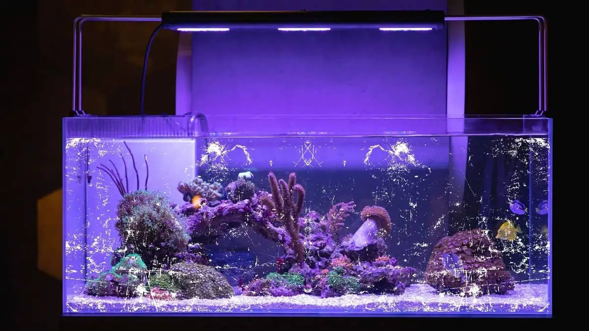 How To Remove Scratches From The Acrylic Aquarium