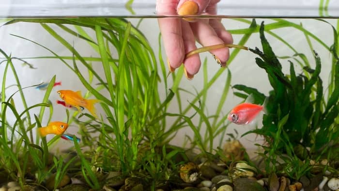  How do you clean floating plants?