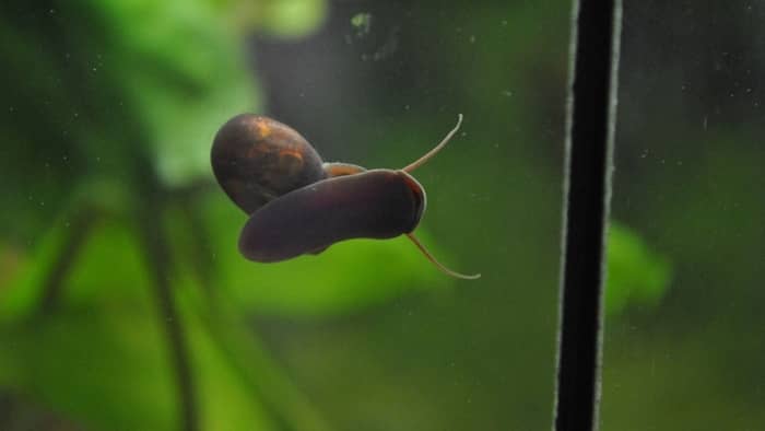  How do you get rid of snails chemically?