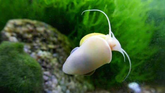  How do you stop snails infestation in aquarium?