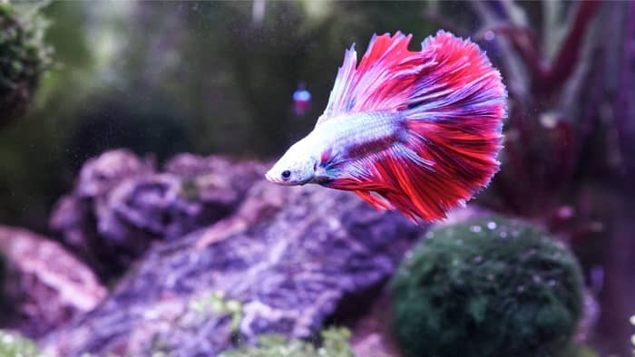  How do you use aquarium salt for a sick betta?