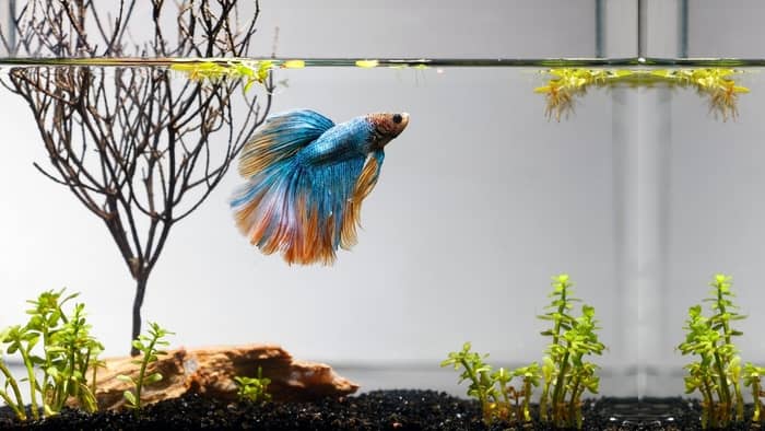  How long should I treat my betta with salt?