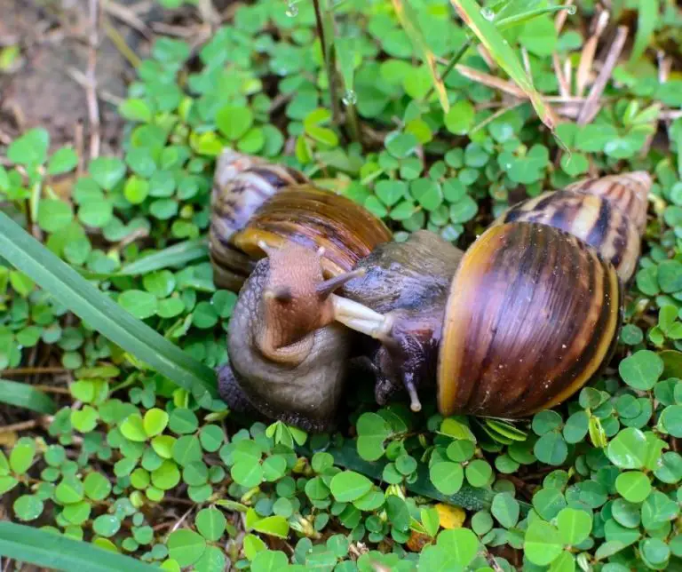 How to Breed Assassin Snails? Our Aquariums