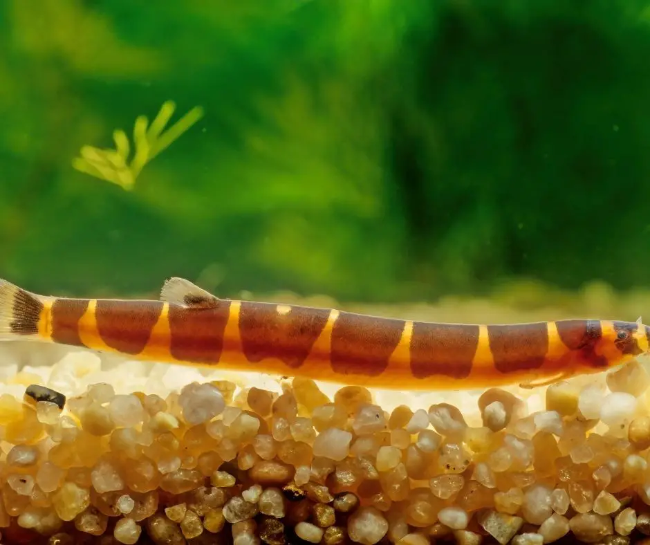 How to Breed Kuhli Loaches? - Our Aquariums