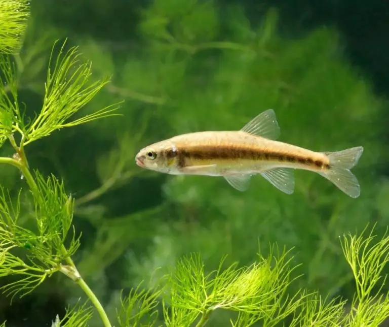 How To Breed Minnows? - Our Aquariums