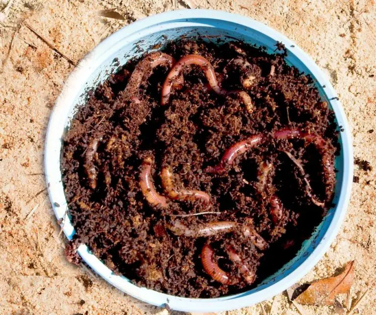 How to Feed Bloodworms? Our Aquariums