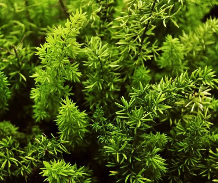 how-to-grow-hornwort-our-aquariums