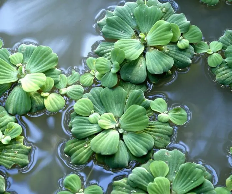 How to Grow Water Lettuce? Our Aquariums