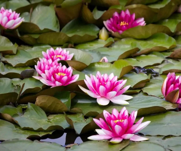 How To Plant Water Lily Bulbs In Aquarium