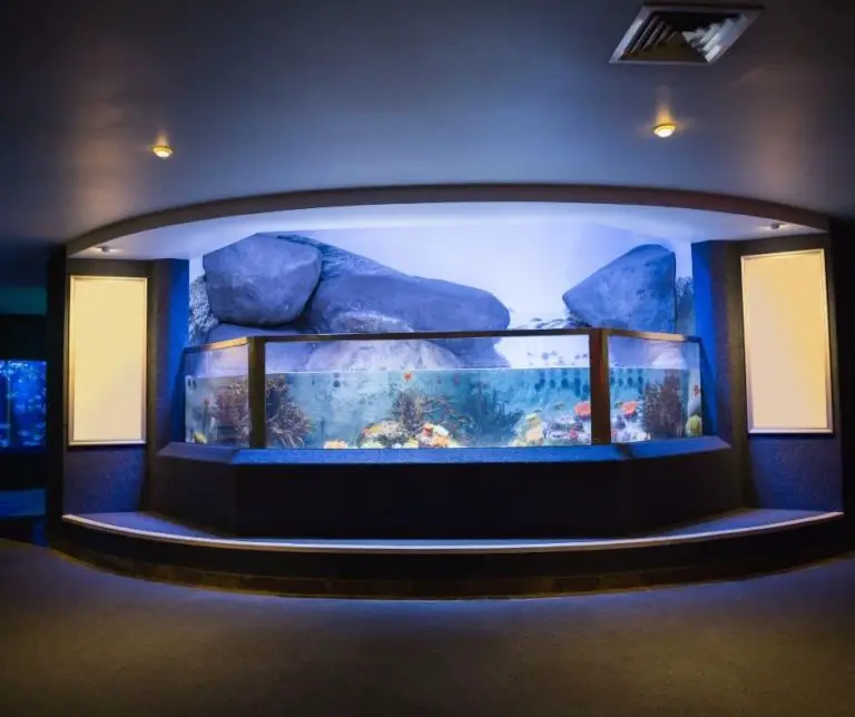 How to Set Up a 20 Gallon Fish Tank? Our Aquariums