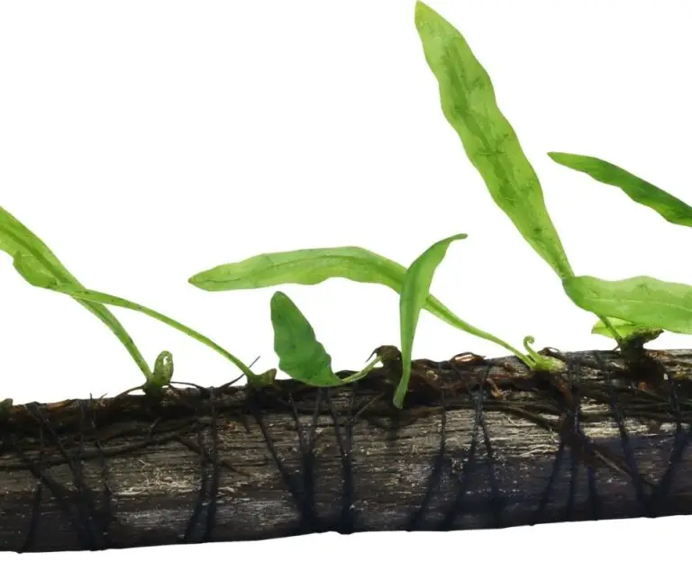 How to Take Care Of Java Fern? Our Aquariums