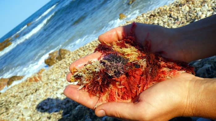  Is red algae harmful to saltwater fish?