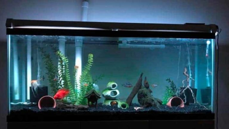 6-simple-easy-steps-to-create-awe-inspiring-pvc-pipe-aquarium-caves