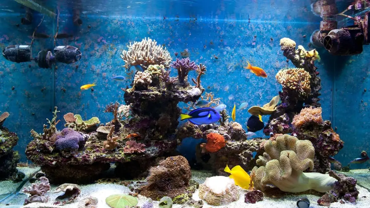 Saltwater Aquarium Backgrounds; 5 Effortless Ways To Transform Your Aquarium