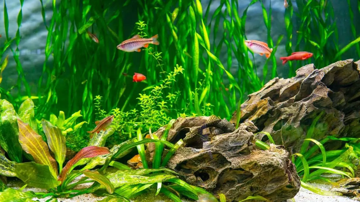 What Causes Ph To Rise In The Aquarium