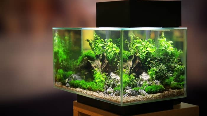  What causes phosphate in fish tanks?