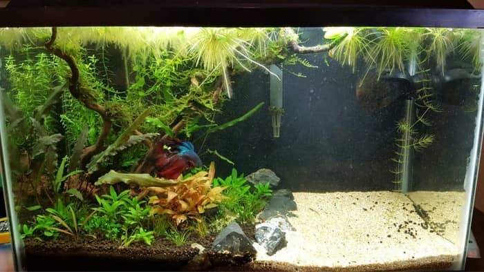  cheap aquarium decoration ideas