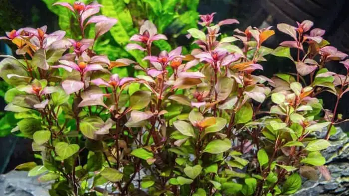  cherry hedge aquarium plant
