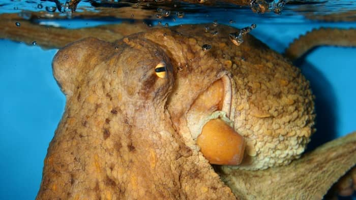 giant Pacific octopus