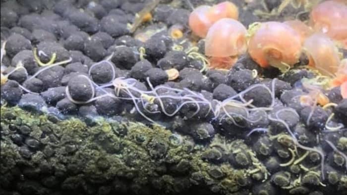 how to get rid of tube worms in salt water aquarium?