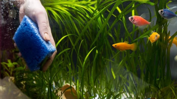  how to lower phosphates in the aquarium