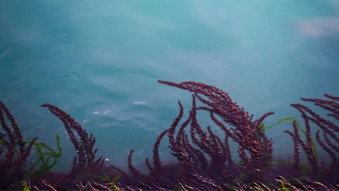  red algae in a saltwater aquarium