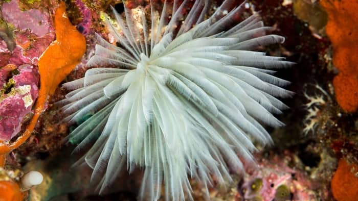  saltwater aquarium worms