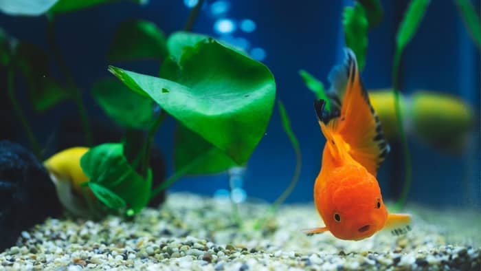 what causes ph to rise in a saltwater aquarium after water change