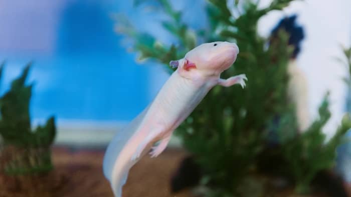  Are axolotls poisonous?