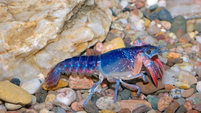  Are crayfish aggressive to fish?