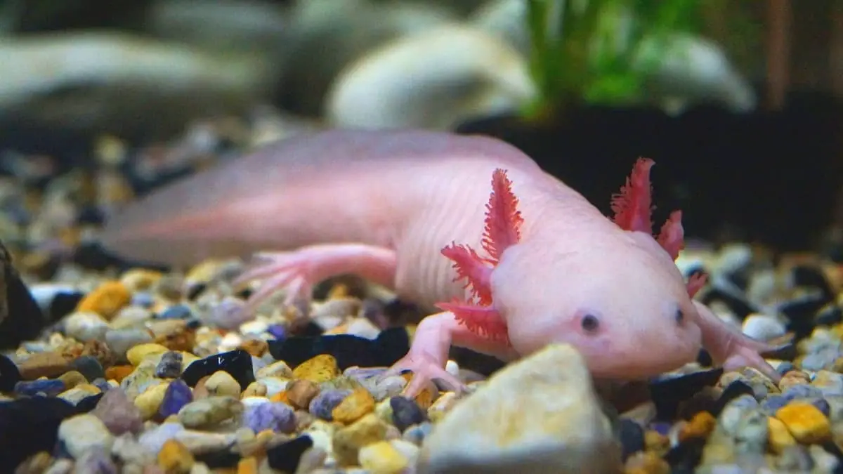 Can An Axolotl Live Out Of Water