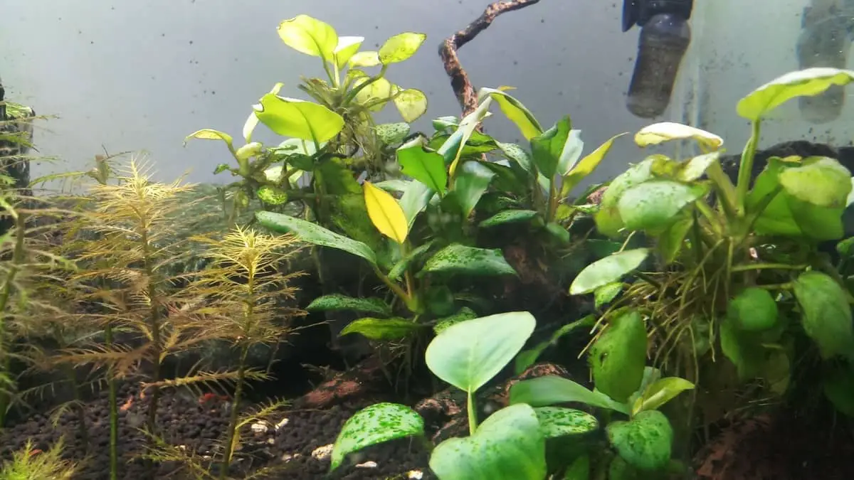Can Anubias Grow Out Of Water