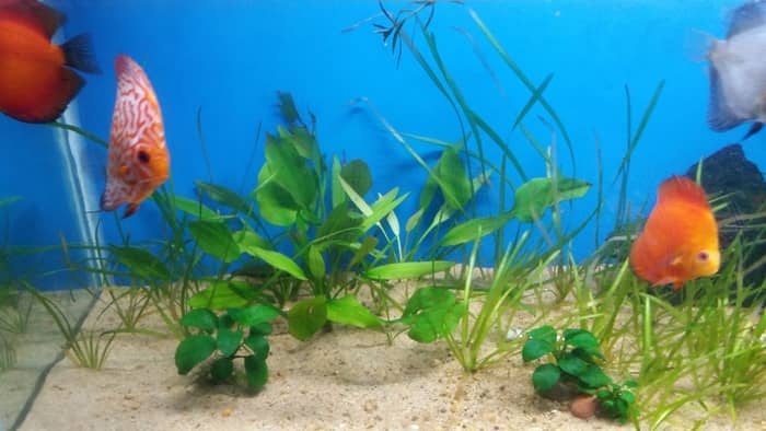 Anubias growing out of water on driftwood