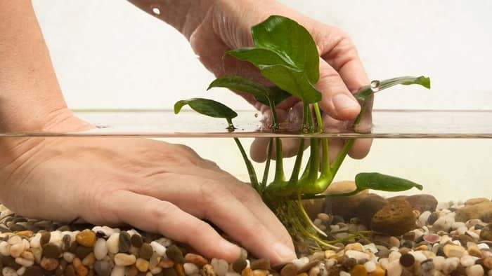  Can Anubias grow on soil?