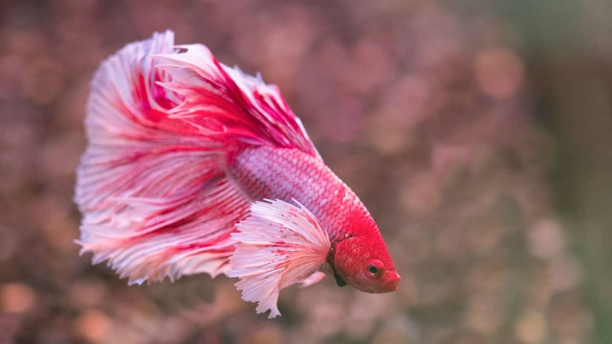 Can Betta Fish Live In Saltwater