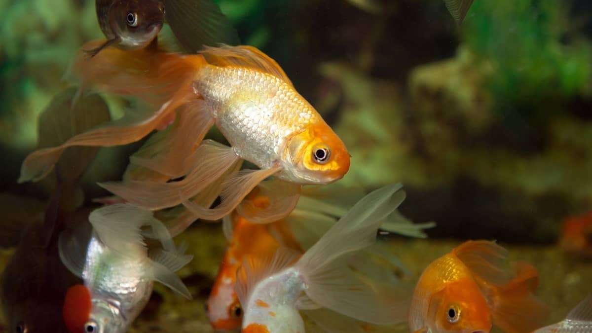 Can Cloudy Eye Kill A Fish? 4 Basic Symptoms That Crave Treatment - Our Aquariums