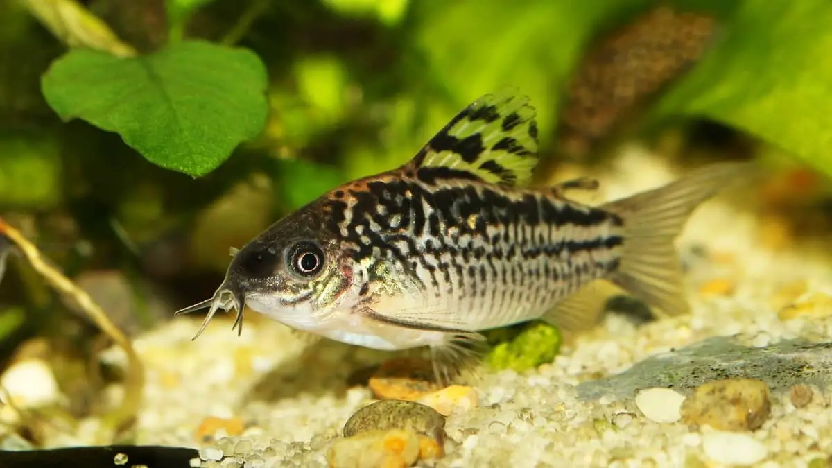 Can Cory Catfish Live With Bettas