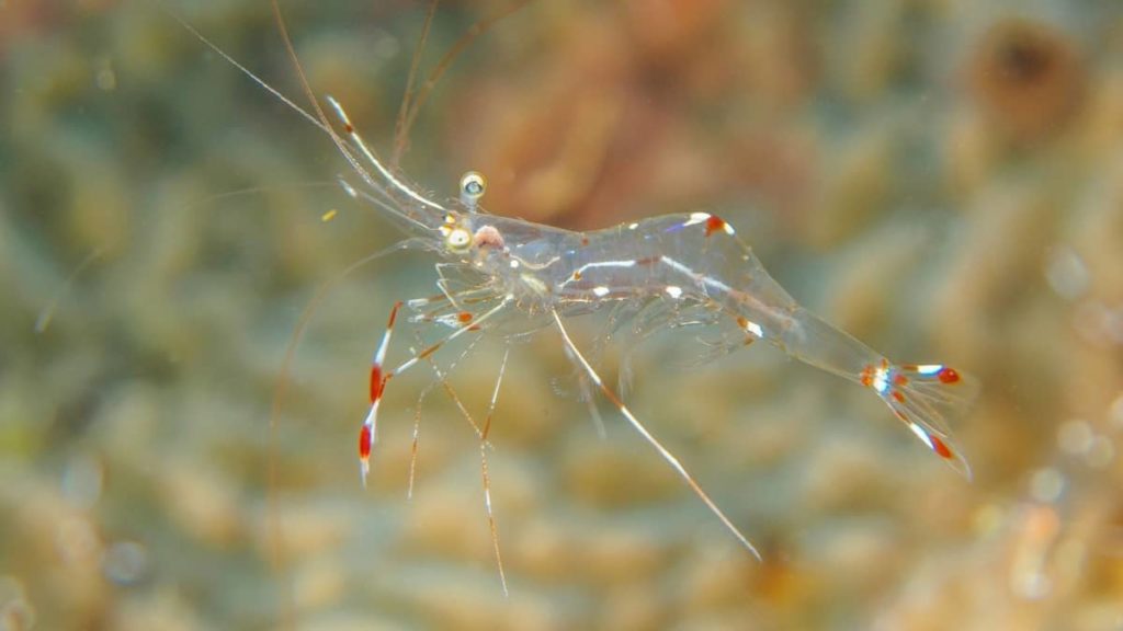 Goldfish and shrimp in a tank