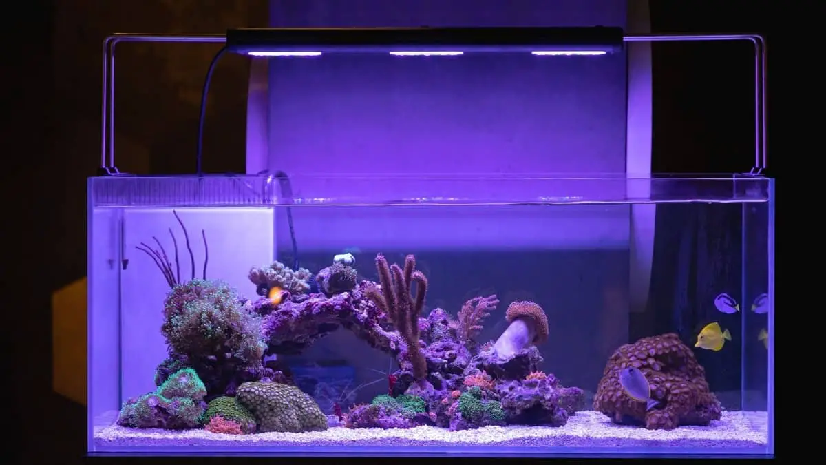 Can I Use Grow Light For The Aquarium