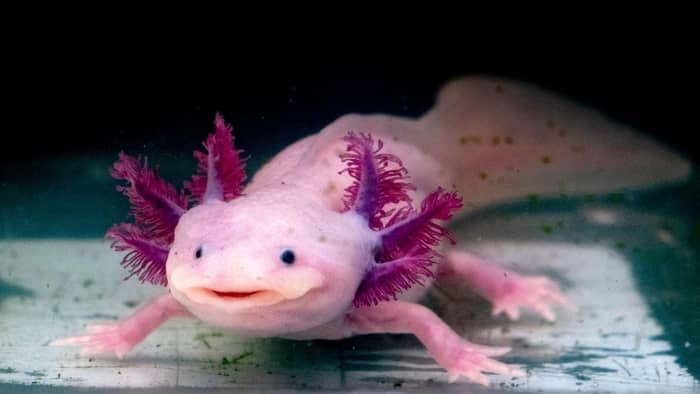  Can an axolotl regrow its head?