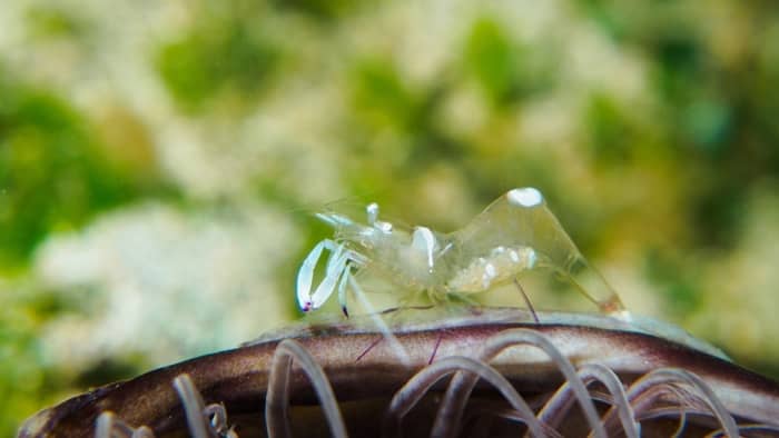  Can ghost shrimp live with snails?