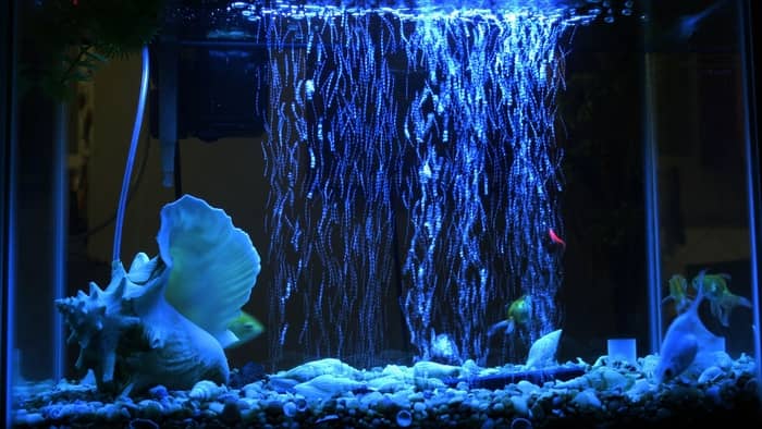 Do I Need An Aquarium Background