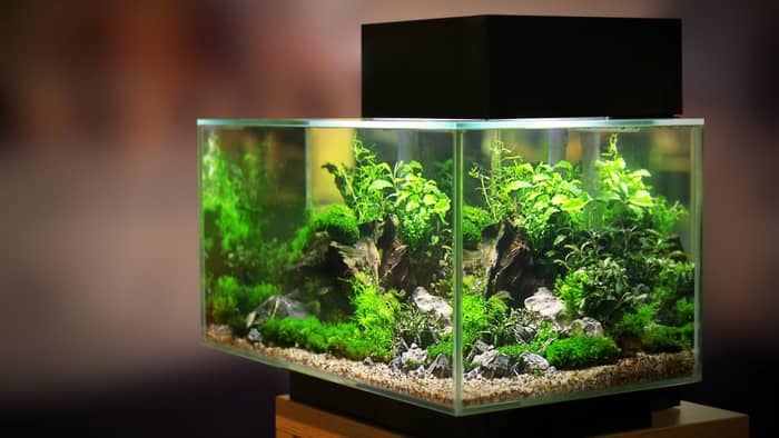  Do aquarium plants need full spectrum light?