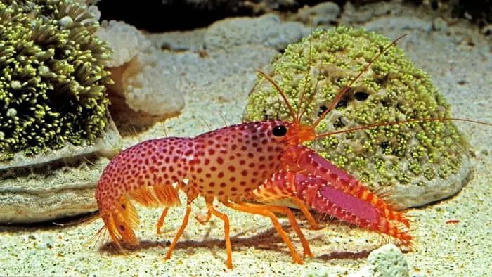  Do crayfish eat other crayfish?