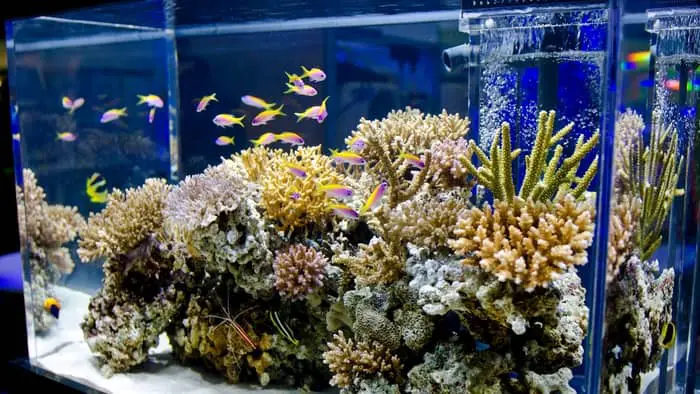  Do fish tank heaters turn on and off?
